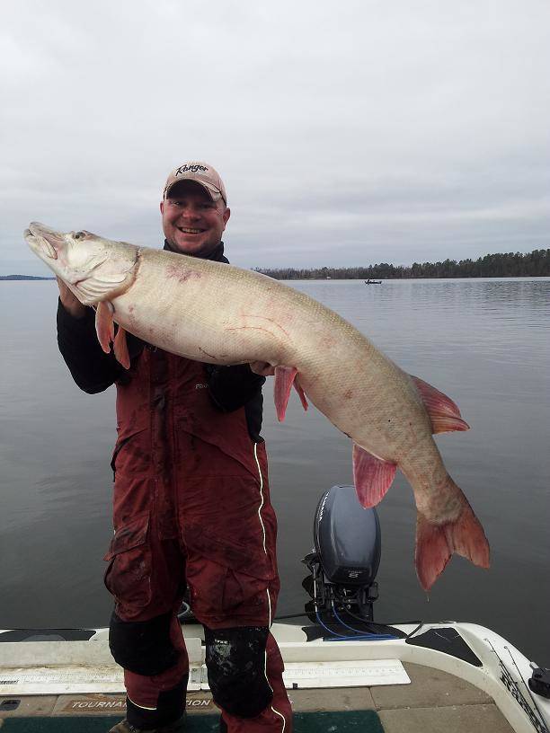Huge lake vermilion musky in the fall