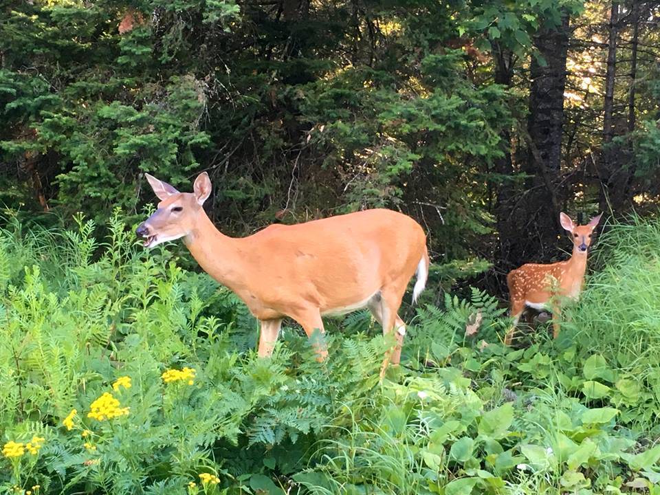 Deer in the woods in northeast Minnesota