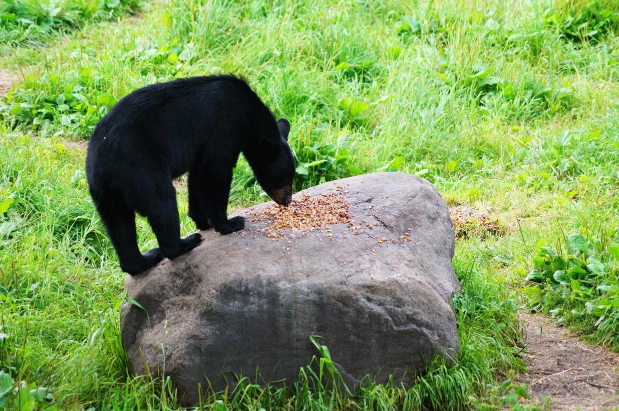Bear standing on rock at Vince Shute Bear Sanctuary