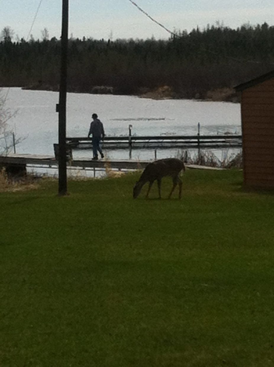 deer grazing at Everett Bay Lodge on Lake Vermilion