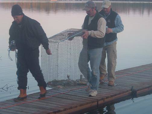 Men carrying fish in livewell cage at Lake Vermilion