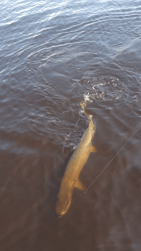 Lake Vermilion musky on line at boat
