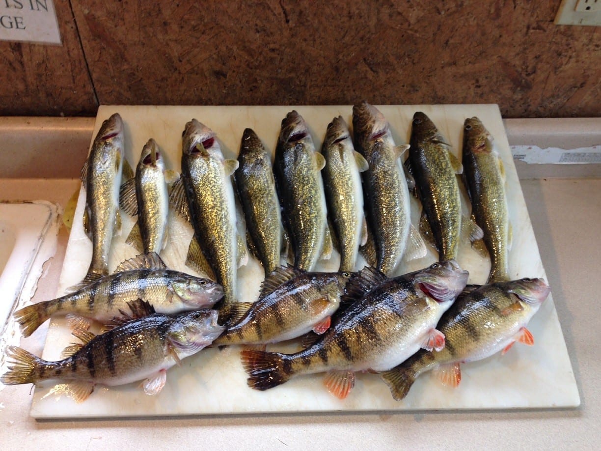 Lake Vermilion walleyes and perch