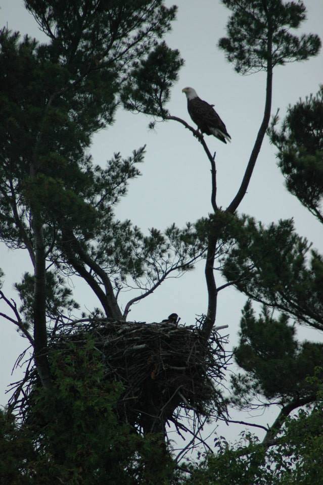 eagle in nest at Lake Vermilion