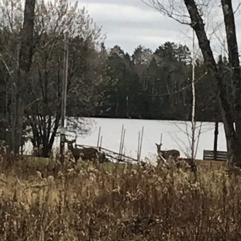 Lake Vermilion deer