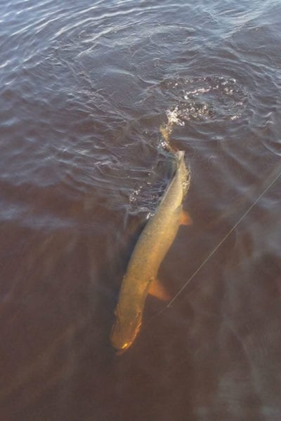Lake Vermilion muskie fishing