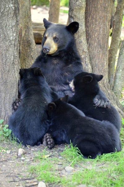 bears at Vince Shute Bear Sanctuary