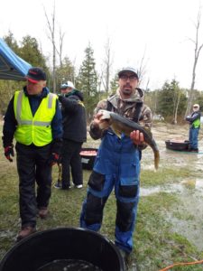 Shane Holman 26.5 Lake Vermilion walleye