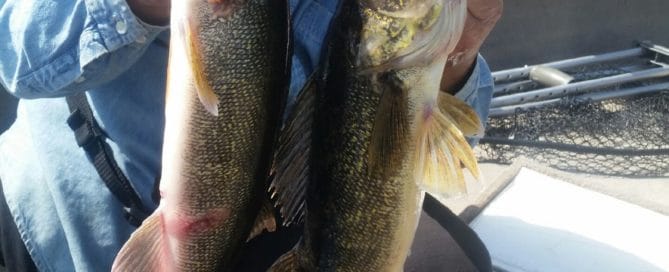 Paul with two walleyes