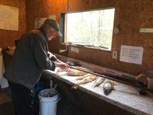 Man cleaning walleyes at Everett Bay Lodge