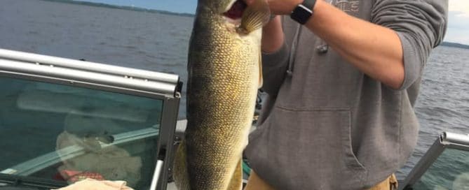Man holding 29" Lake Vermilion walleye