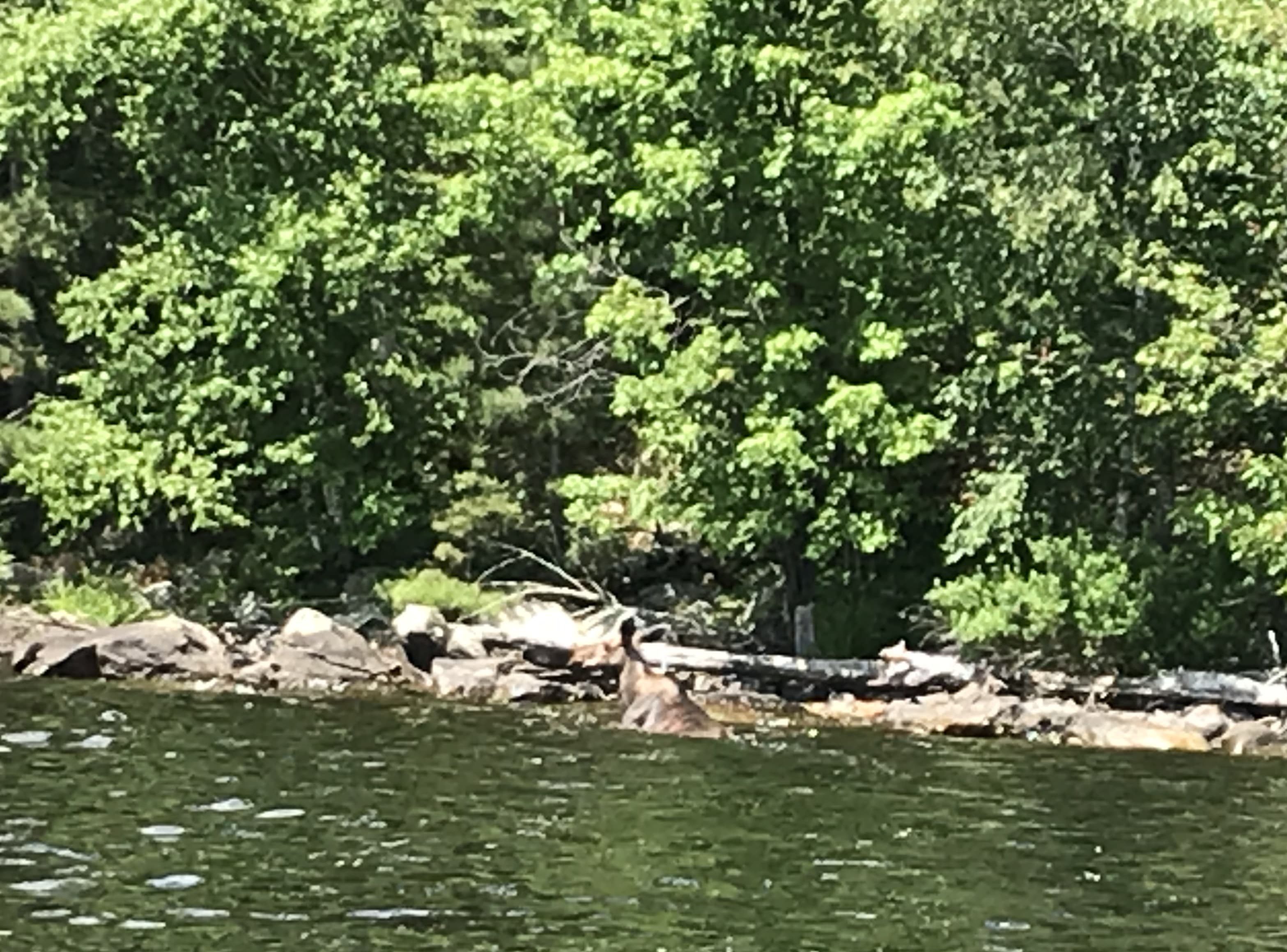 Moose at shore on Lake Vermilion