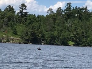 moose swimming on Lake Vermilion 