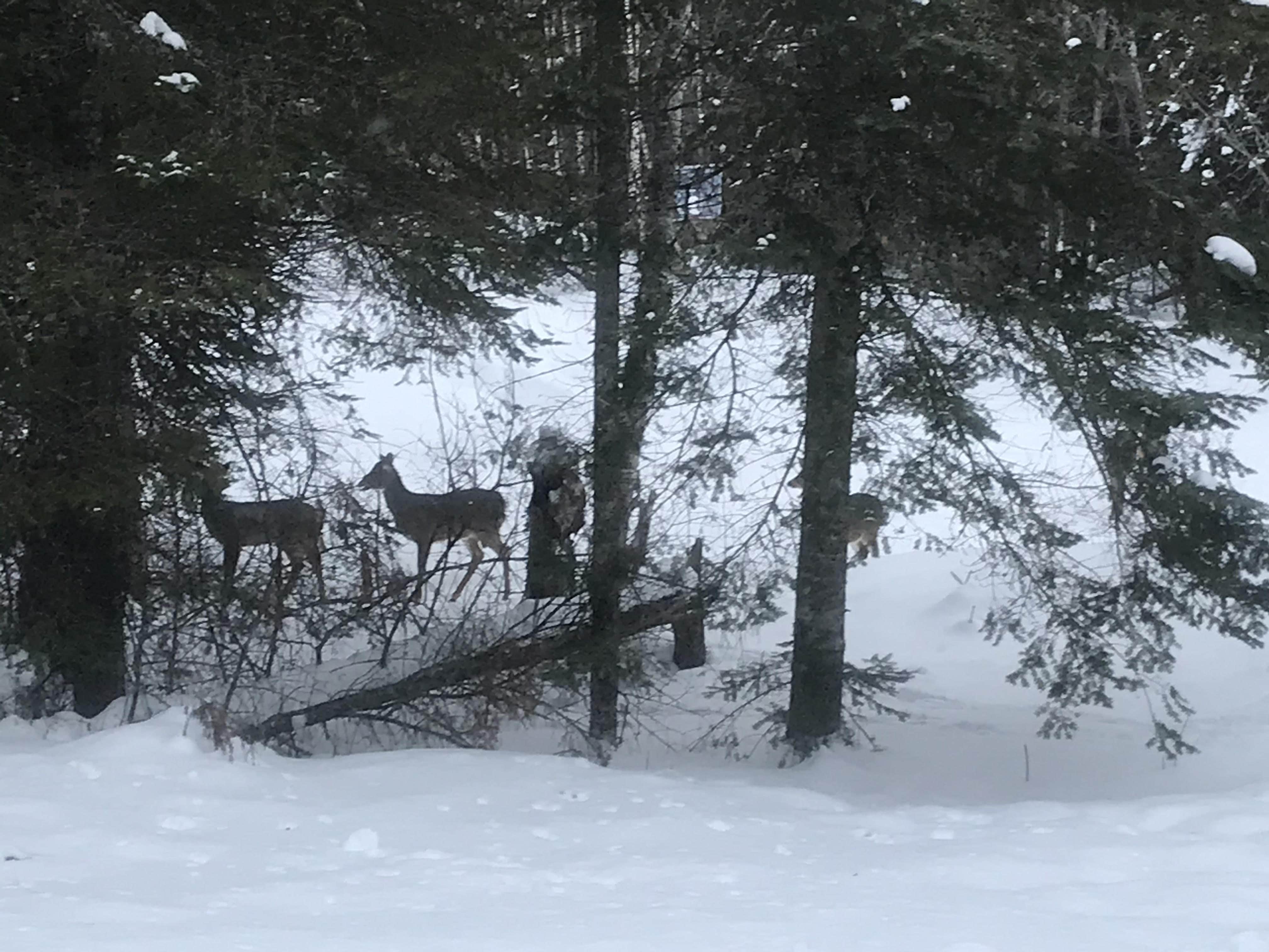 Two deer in snowy trees